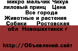 микро мальчик Чихуа лиловый принц › Цена ­ 90 - Все города Животные и растения » Собаки   . Ростовская обл.,Новошахтинск г.